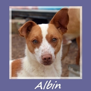 Albin