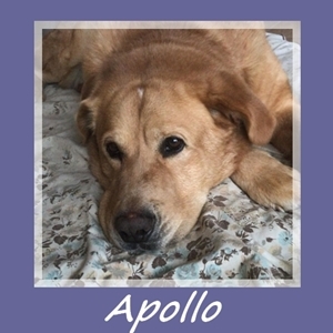 Apollo