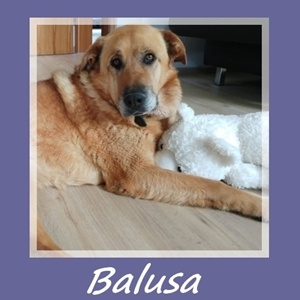 Balusa