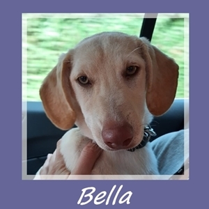 Bella