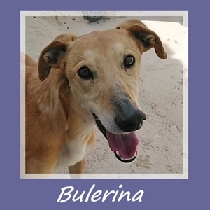 Bulerina