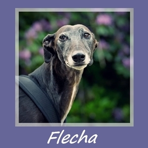 Flecha