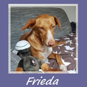 Frieda