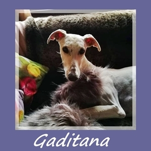 Gaditana