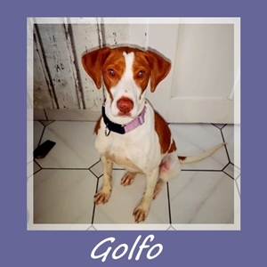 Golfo