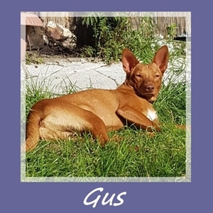 Gus