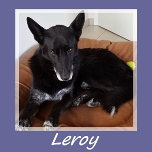 Leroy