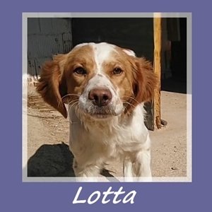 Lotta