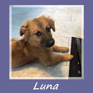 Luna