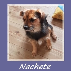 Nachete