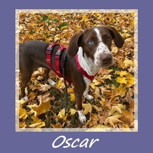 Oscar