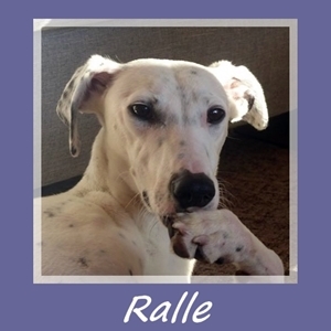 Ralle