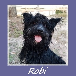 Robi