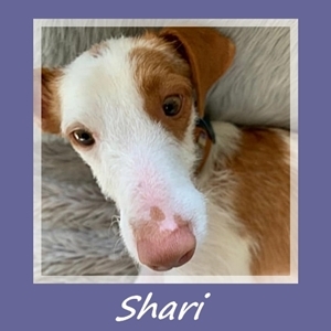 Shari