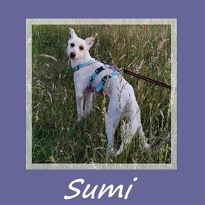 Sumi