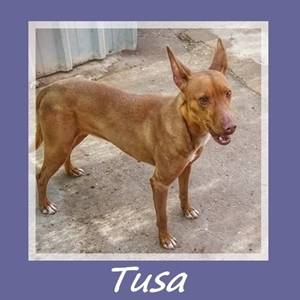 Tusa