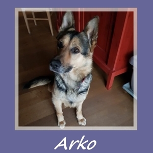 Arko