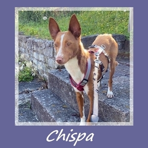 Chispa