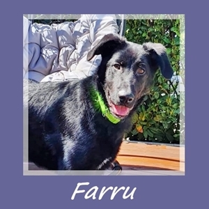 Farru