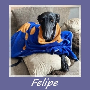 Felipe