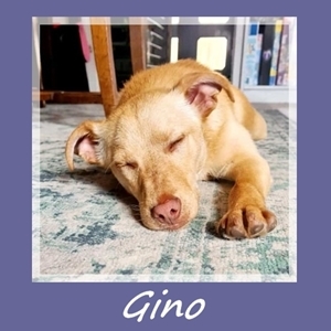 Gino