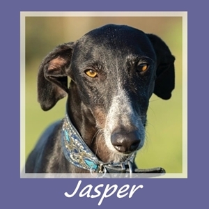 Jasper