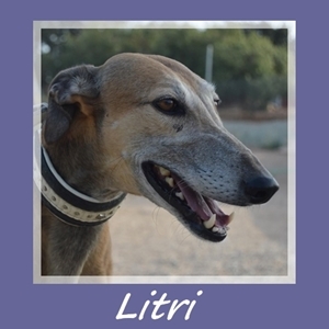 Litri