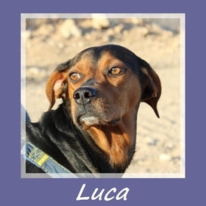 Luca