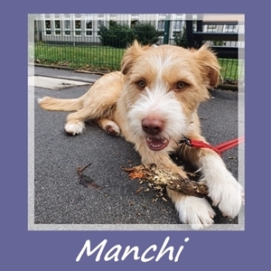 Manchi