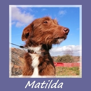 Matilda