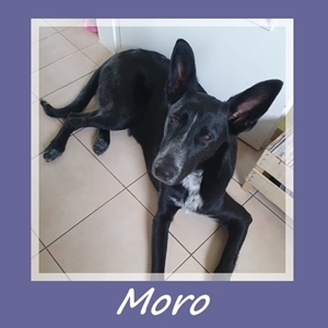 Moro