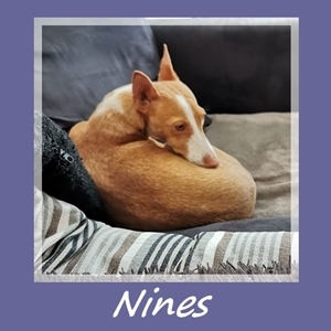 Nines