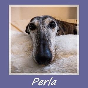 Perla