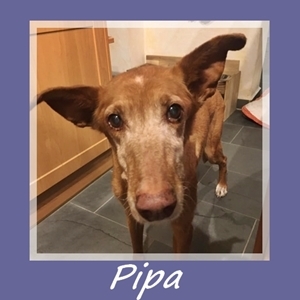 Pipa