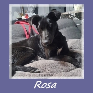 Rosa