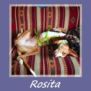 Rosita