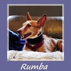 Rumba