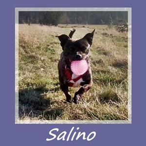 Salino