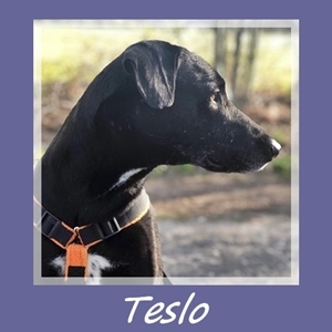 Teslo