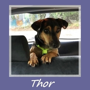 Thor