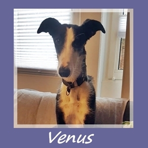 Venus