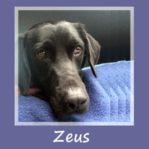 Zeus