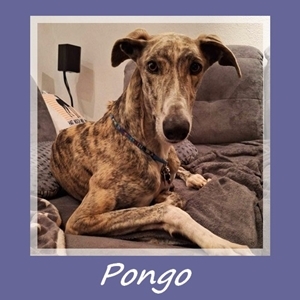 Pongo