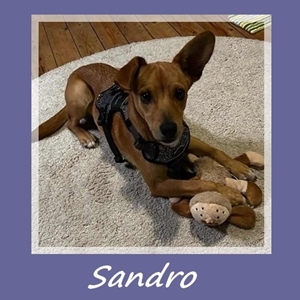 Sandro