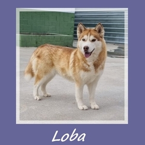 Loba