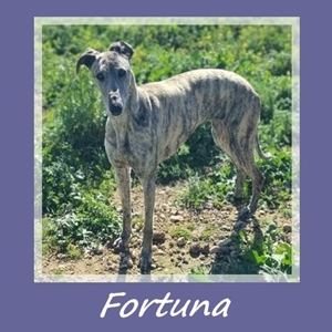 Fortuna