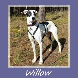 Willow