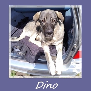 Dino