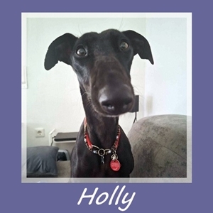 Holly