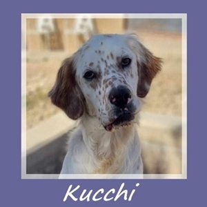 Kucchi